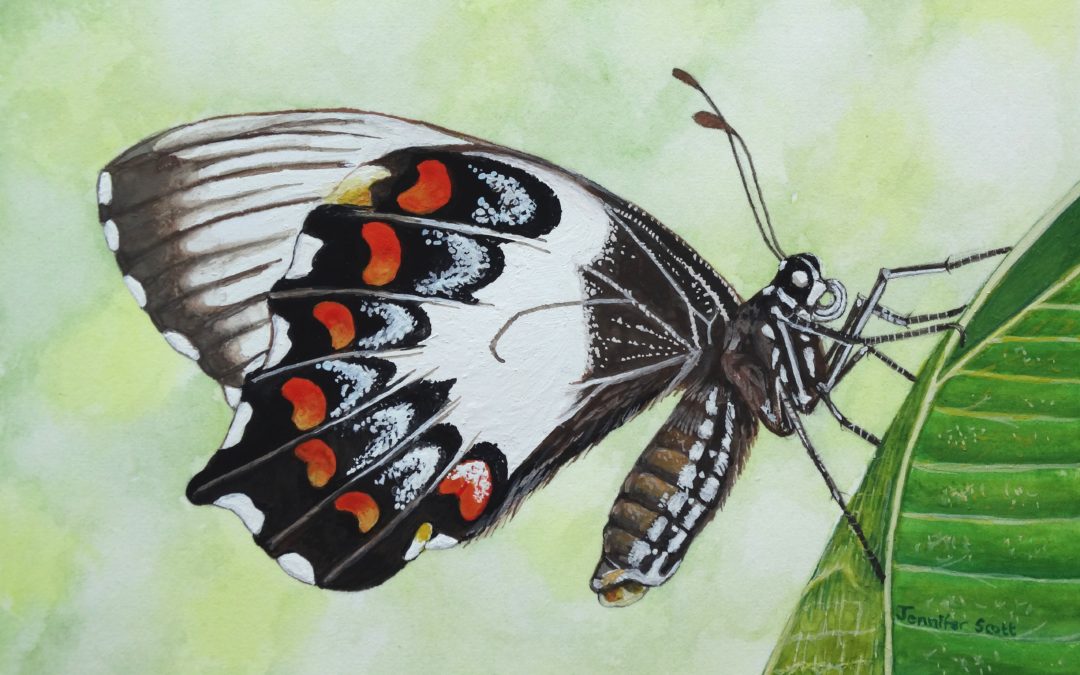 Butterflies