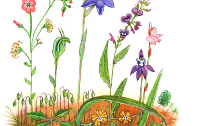 Orchids